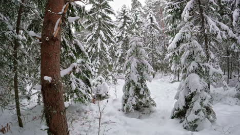 el encantador encanto de la nieve pura y brillante que cubre delicadamente la tierra y los majestuosos árboles, junto con la intrigante silueta de ramas estériles, es un espectáculo que cautiva el alma