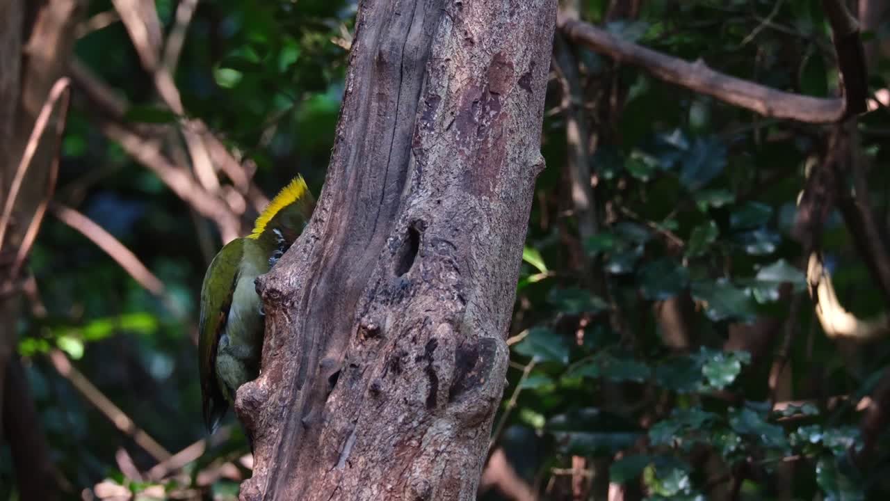 visto en el lado izquierdo del árbol alimentándose de insectos y larvas, gran crisoflegma flavinucha, tailandia