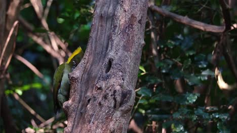 Seen-on-the-left-side-of-the-tree-feeding-on-insects-and-grubs,-Greater-Yellownape-Chrysophlegma-flavinucha,-Thailand