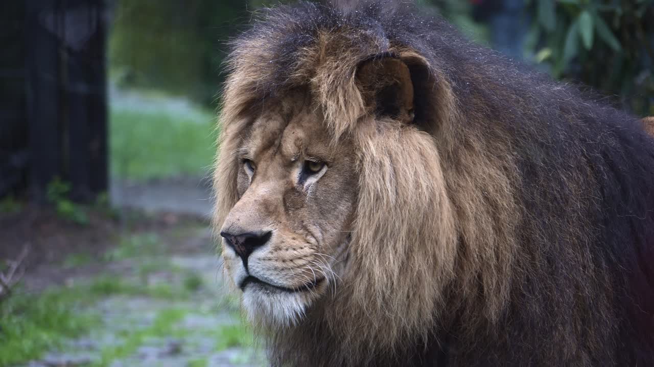 el león macho gira su imponente cabeza hacia la cámara, de cerca