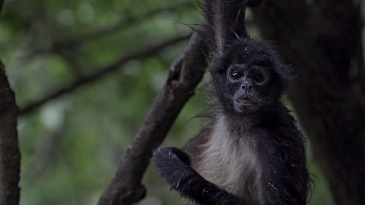 A spider monkey with dark fur and a pale face hangs from a tree branch. Its long limbs and agile posture suggest a natural habitat, blending into the surrounding green foliage