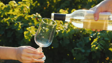 pouring white wine into glasses on the background of the vine wine tasting