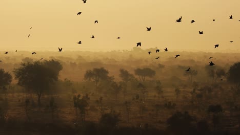 Vögel-Bei-Sonnenaufgang-Auf-Dem-Hintergrund-Der-Wunderschönen-Natur-Indiens-In-Zeitlupe.-Rajasthan,-Indien.