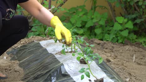 anciana manos plantando plántulas de tomate en el suelo cubierto con película de mantillo en un jardín