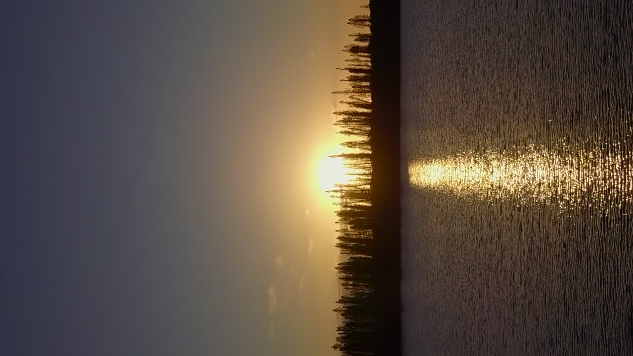 volando hacia el sol poniente más allá de un bosque de pinos columnares en la isla de los pinos - orientación vertical