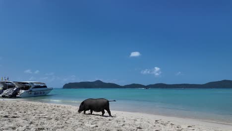 Pig-Island,-Früher-Bekannt-Als-Koh-Madsum,-Ist-Eine-Bezaubernde-Oase-Vor-Der-Küste-Von-Koh-Samui,-Thailand,-Wo-Fröhliche-Schweine-Frei-An-Den-Sandstränden-Entlanglaufen