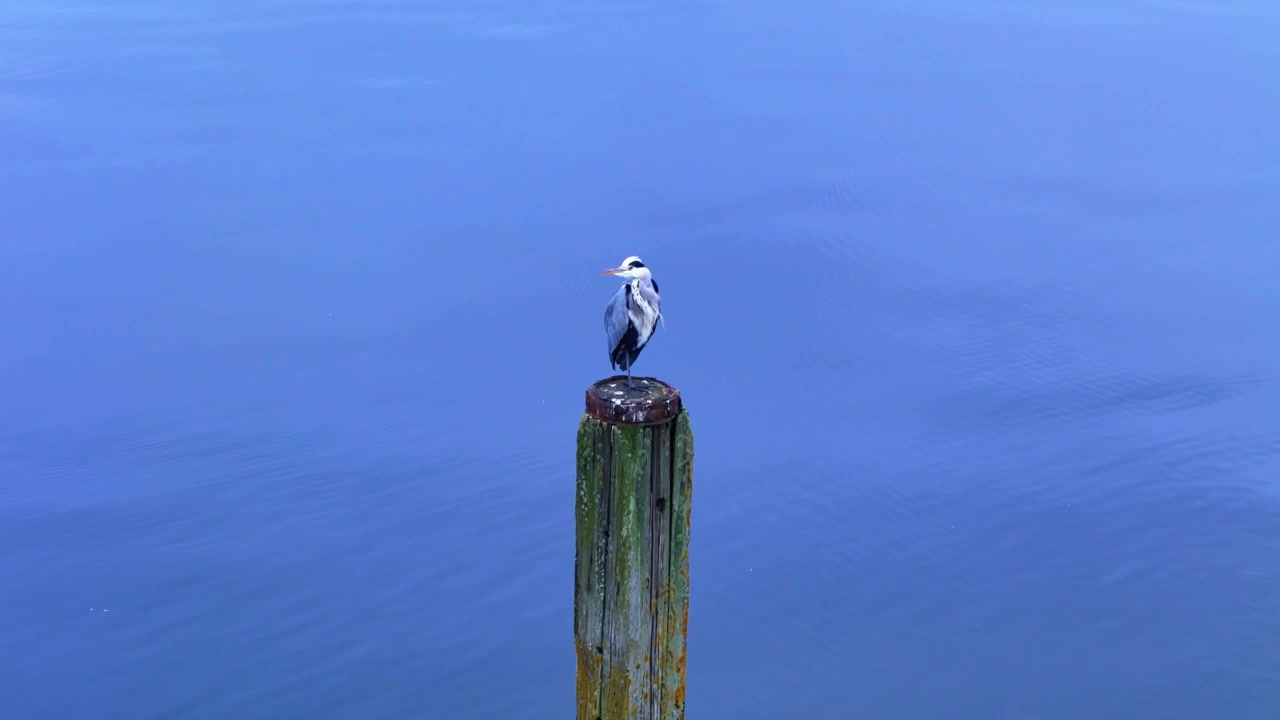 Airone appollaiato su un palo di legno sopra acque blu calme all'alba. Momento di fauna selvatica pacifico, ideale per temi di quiete, natura o solitudine