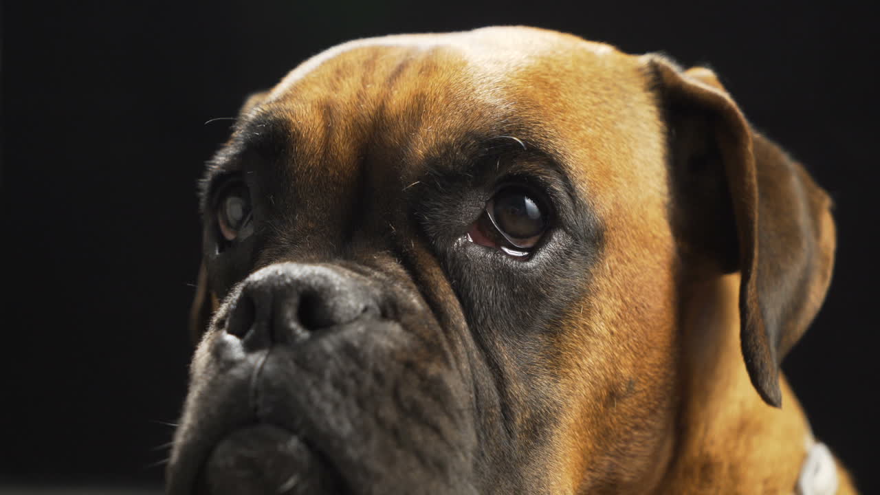 Close-up of a Boxer Dog