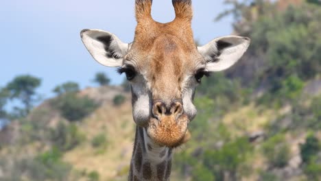 Funny-expressive-close-up-of-giraffe-while-chewing-food,-south-African-giraffe-eating