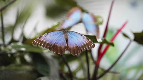 Zeitlupe-Eines-Blauen-Morpho-Schmetterlings,-Der-Mit-Flügeln-Flattert-Und-Von-Einer-Grünen-Pflanze-Wegfliegt