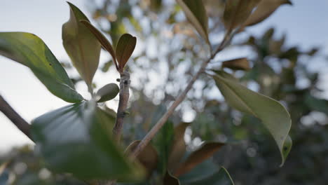 hojas de magnolia de cerca