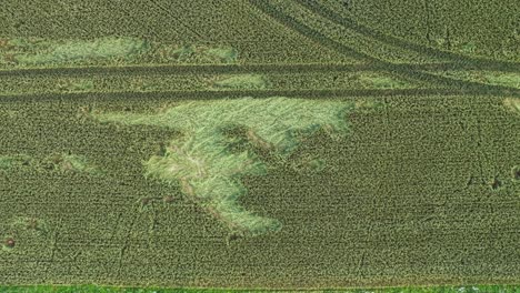 top down drone of cultivated green fields with curved tractor lines and dense crops