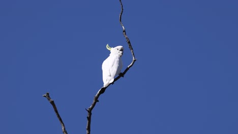 la cacatúa se sienta, se limpia y observa el entorno.