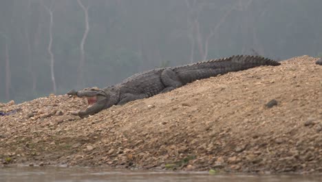 some muggar crocodiles lying on a river bank in the chitwan national park