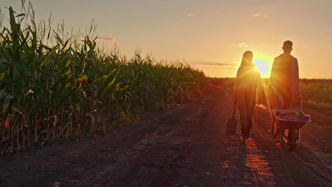 agricultores cosechando maíz al atardecer