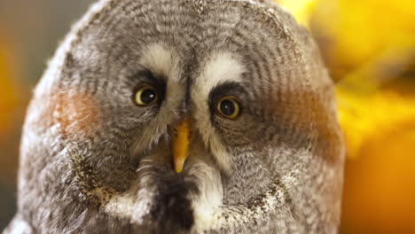 close up of great grey owl with wide-eye look focusing on something in the distance, yellow background