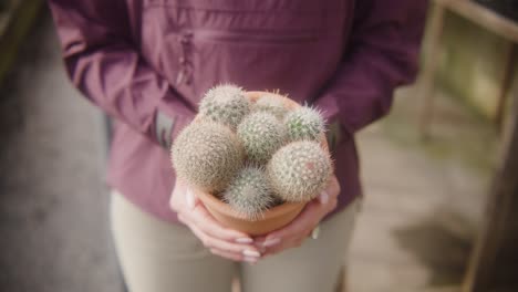 person holding potted plant cactus