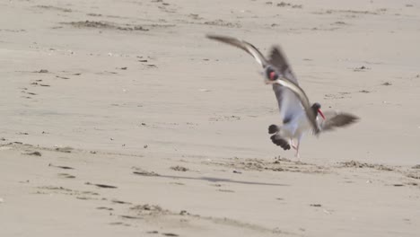 pareja de pájaros ostreros americanos volando y aterrizando en la playa de arena más allá de las olas
