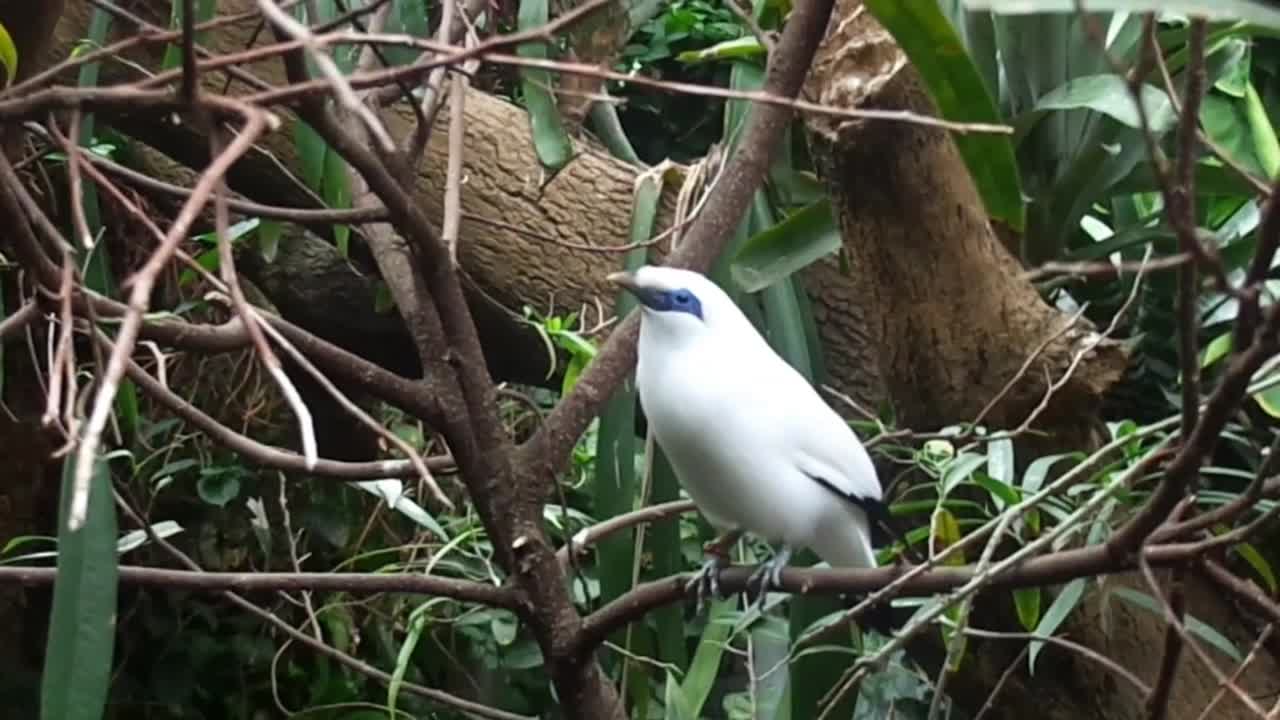 Un esemplare di storno di Bali appollaiato sui rami di un albero mentre nidifica nella foresta tropicale di Bali, in Indonesia, che mostra rare specie di fauna selvatica, habitat naturale e un ambiente di conservazione tranquillo