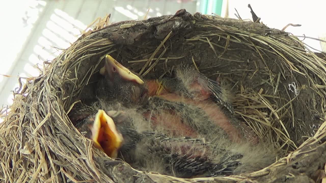 Close up: Two cute baby Robins start to grow feathers in a cozy nest