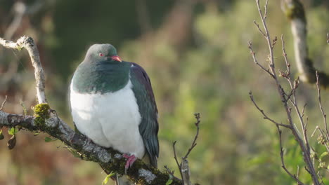 Kereru-Wood-Pigeon-Resting-Near-Neils-Beach-Shore-In-Jackson-Bay,-West-Coast-New-Zealand