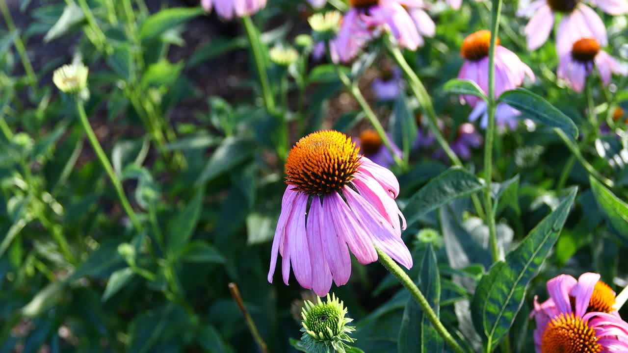flor morada que sopla en el viento