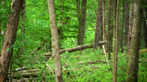 black bear wandering through dense green forest in cades cove, great smoky mountains national park, scenic view of natural bear habitat