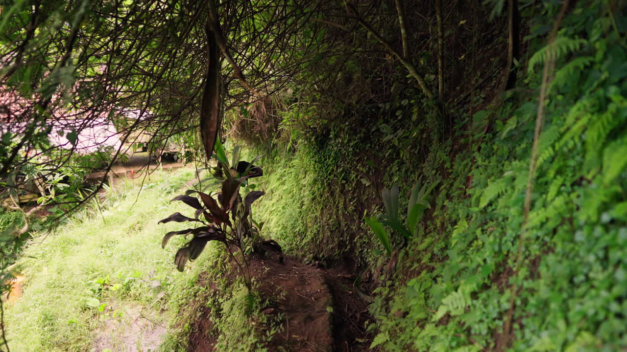 un sendero pacífico a lo largo de un popular destino turístico, la terraza de arroz de tegallalang.