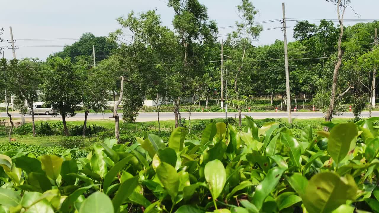 Malnicherra Tea garden beside highway road at Sylhet, Bangladesh
