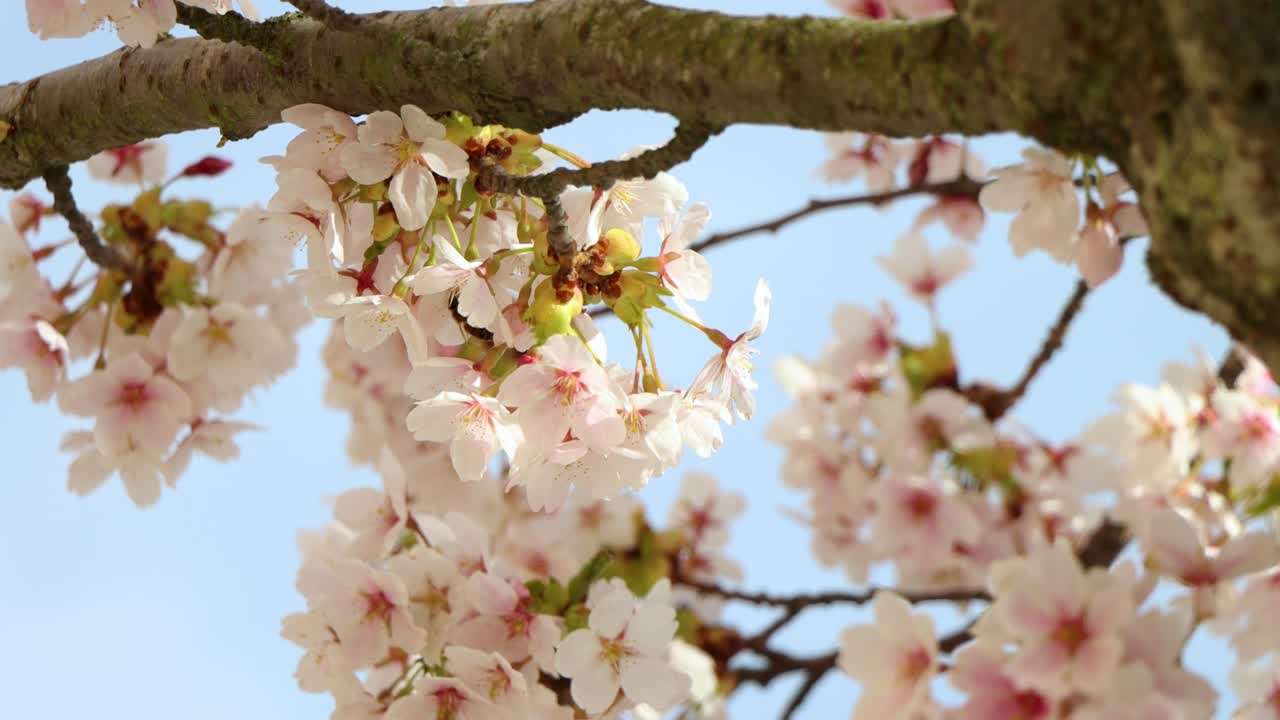 las flores de cerezo en plena floración con la visita de la avispa, el telón de fondo iluminado por el sol, la vibración de la primavera, primer plano