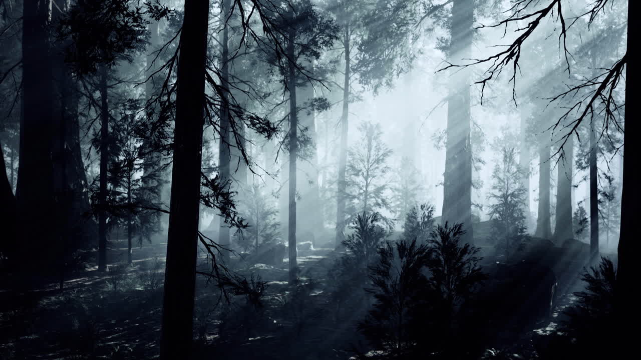 Misty forest filled with tall trees and soft rays of sunlight shining through