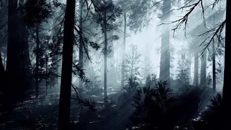 misty forest filled with tall trees and soft rays of sunlight shining through