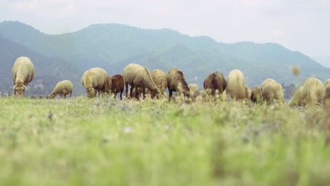 group of sheeps eating grass with the mountain background. astonishing pastoral scenery with herd of domestic animals at highland.