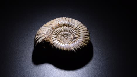 fósil de ammonita prehistórico que gira alrededor