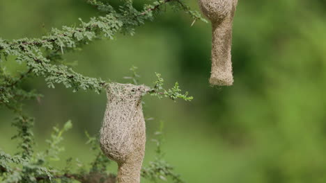 male baya weaver bird enters its nest from below in slow motion to feed the young once