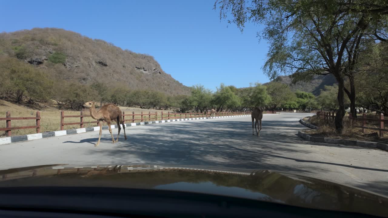 Open range camels on public roads and streets in Oman - car passenger point of view