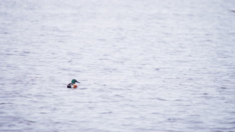 Northern-shoveler-ducks-flying-short-distance,-landing-back-in-river