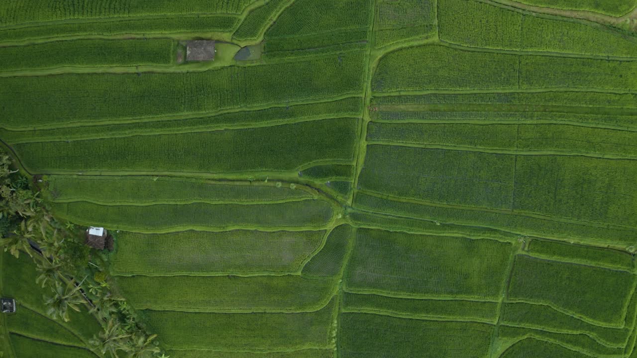 una cautivadora vista aérea de los fascinantes campos de arroz de bali, presentando una sinfonía de tonos verdes y significado cultural
