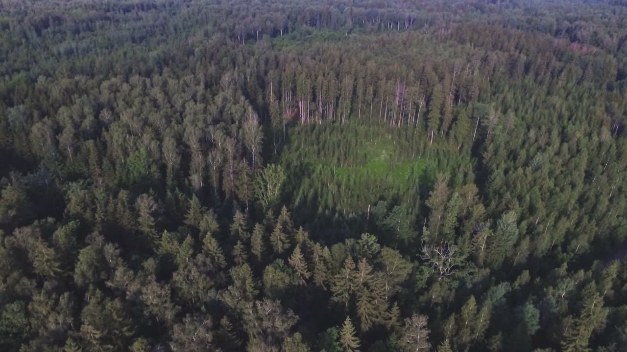 Forest Gap On A Sunny Summer Day. 4K Aerial