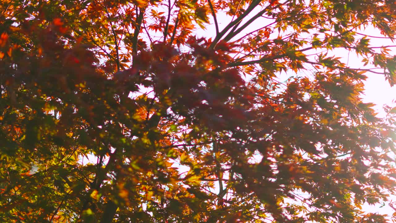 Pan Across Red Acer Tree with Morning Sunlight Flickering Through Leaves as Camera Slowly Pans Over. Seasonal Autumn Fall Colors