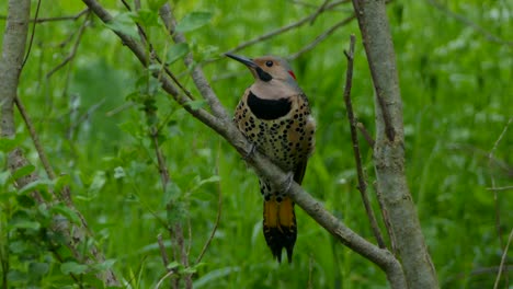 Northern-flicker-bird-sits-on-a-branch-in-the-middle-of-the-forest
