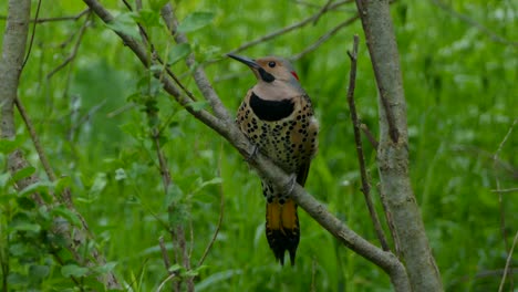 northern flicker bird sits on a branch in the middle of the forest