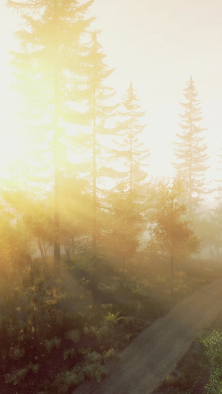 Sunrise illuminates a serene forest landscape early in the morning