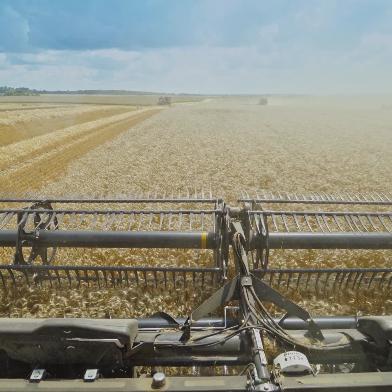 Harvesting wheat field