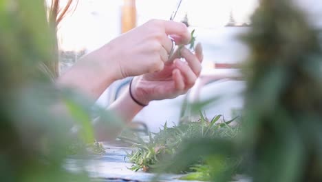 focus pull from a girl's hands trimming a bud, to the still standing cannabis plants