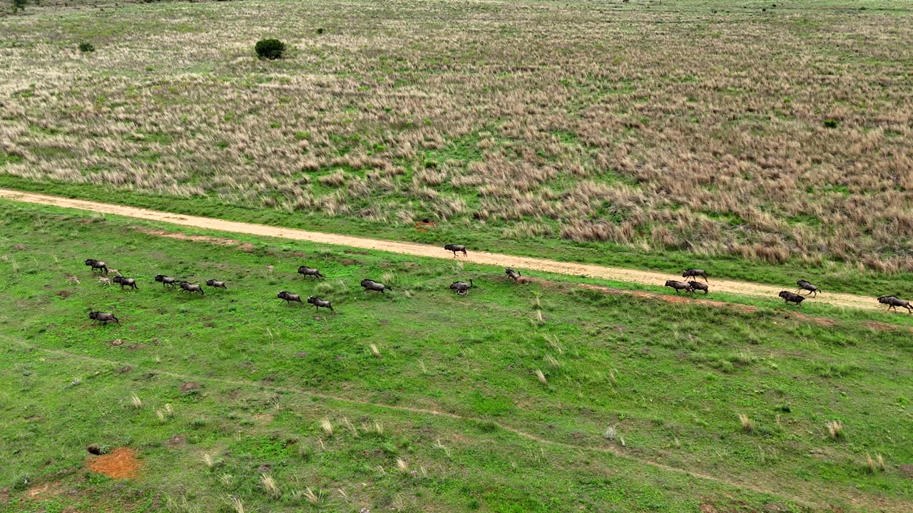 Herd of blue wildebeest with new born calves run over lush open grassland, drone