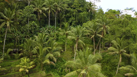 Forwarding-drone-between-Palm-Trees-in-Bali-Indonesia,-Ubud-Jungle