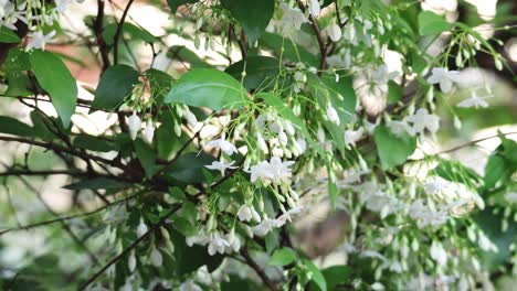 White flowers on tree branches moving in wind
