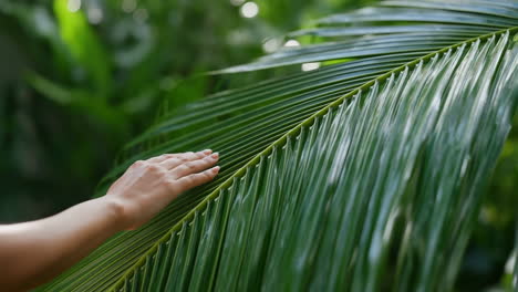 hand gently touching a green palm leaf