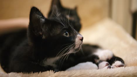 Close-up-of-black-cat-that-curiously-stares-into-the-room